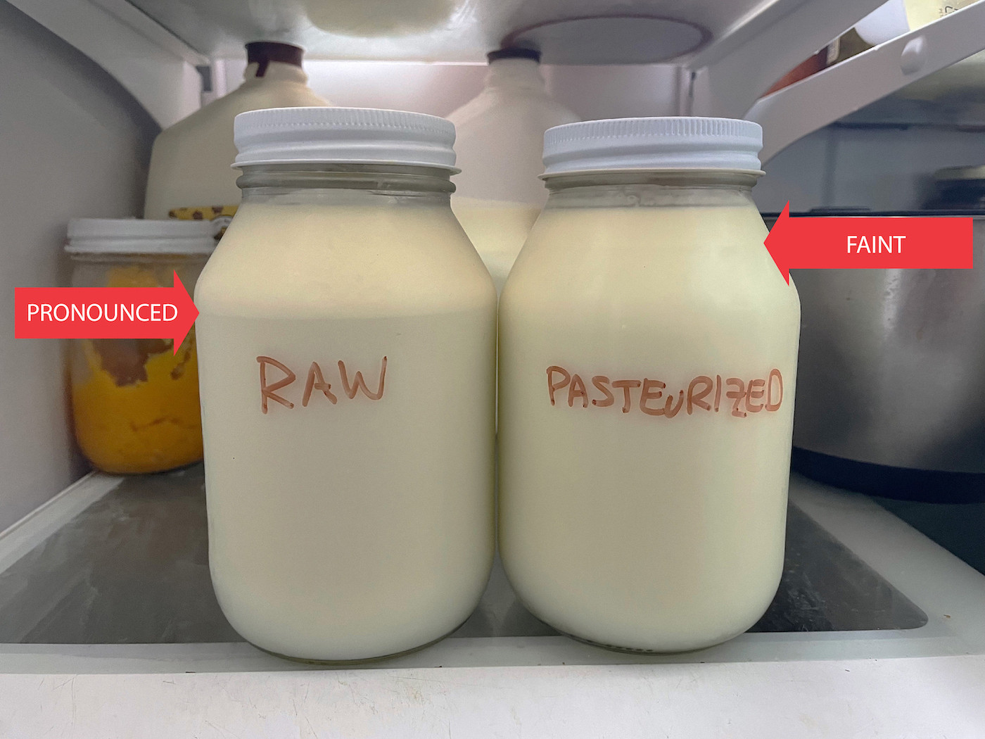 Raw Milk vs Pasteurized Milk TaazaDaily365